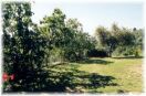 Il giardino