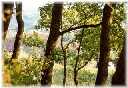 Gli alberi e il fresco